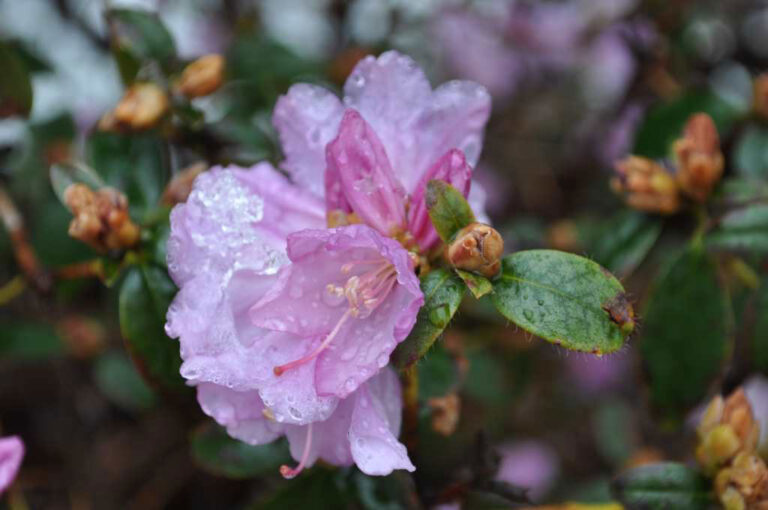 Rododendron wczesny (Rhododendron ×praecox hort )  -3 kwietnia w szkółce